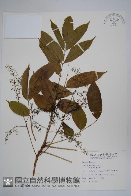 木蠟樹、山漆藏品圖，第1張