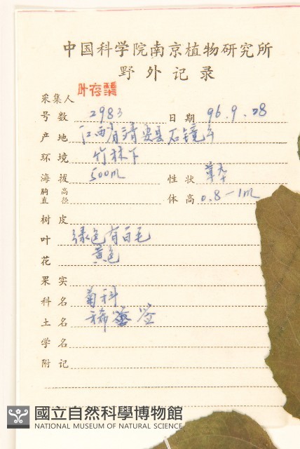 腺梗豨薟藏品圖，第2張
