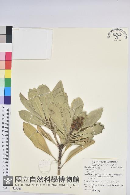 蘭嶼土沉香藏品圖，第1張