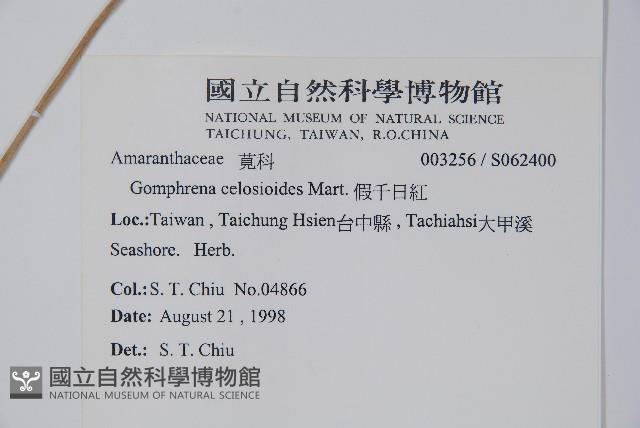 短穗假千日紅藏品圖，第2張