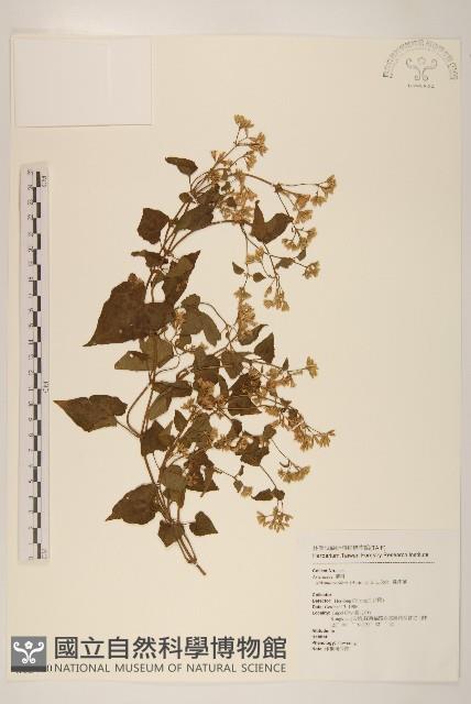 蔓澤蘭藏品圖，第1張