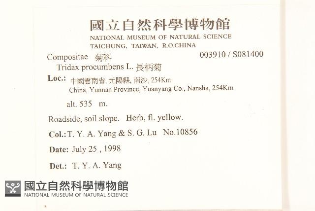 長柄菊藏品圖，第2張