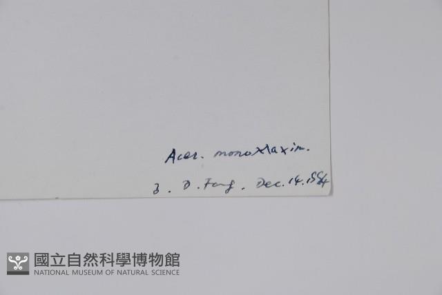 元寶楓, 地錦槭藏品圖，第2張