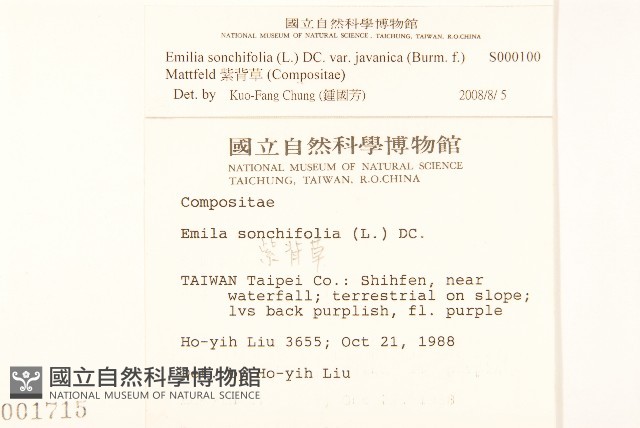紫背草藏品圖，第2張