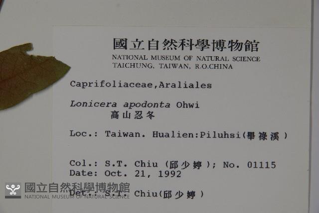 無梗忍冬藏品圖，第2張