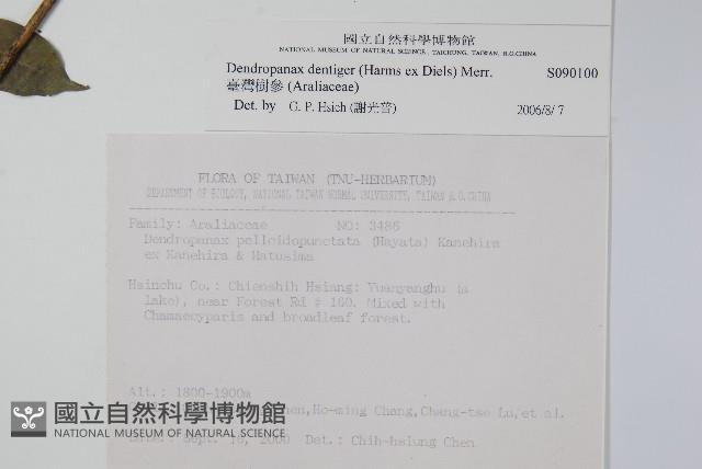 臺灣樹參藏品圖，第2張