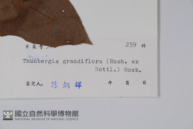 大鄧伯花藏品圖，第2張