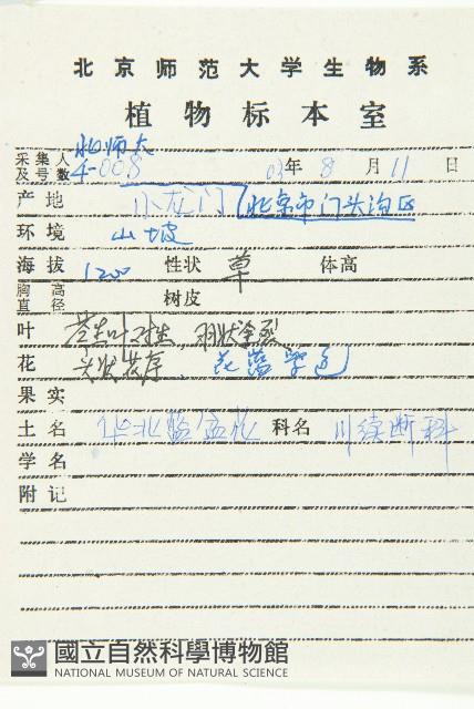 華北藍盆花藏品圖，第2張