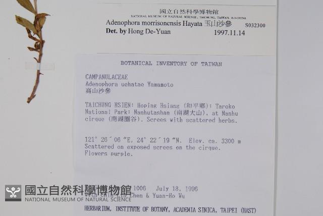 玉山沙參藏品圖，第2張