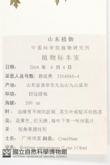 廣東葶藶藏品圖，第2張