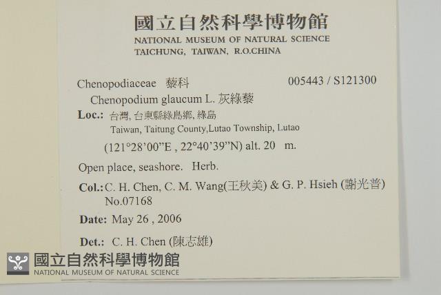 灰綠藜藏品圖，第2張