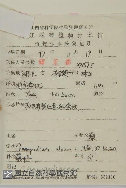 藜、灰藜藏品圖，第2張