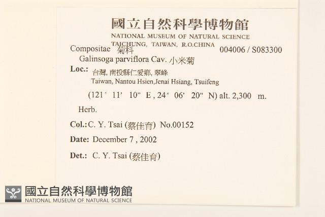 小米菊藏品圖，第2張