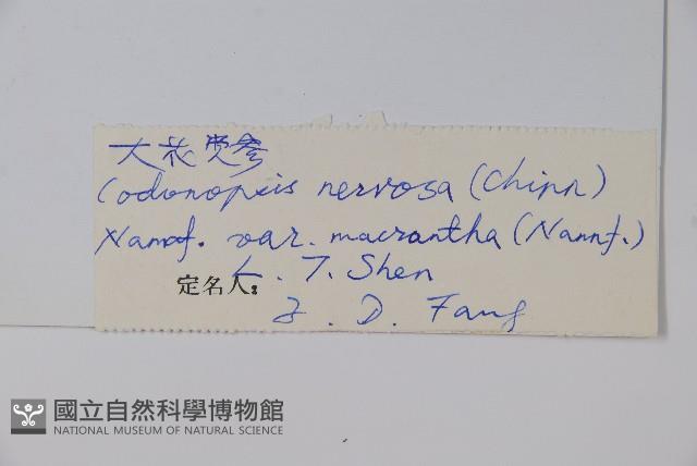 大花黨參藏品圖，第2張