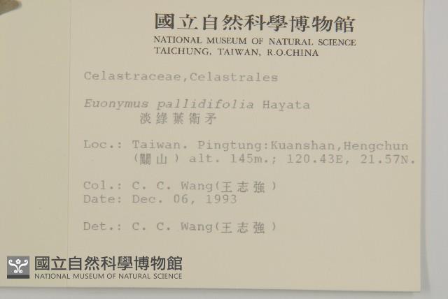 淡綠葉衛矛藏品圖，第2張