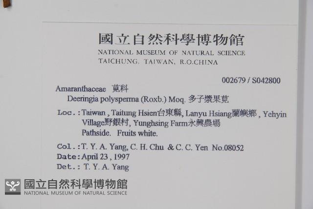 多子漿果莧藏品圖，第2張