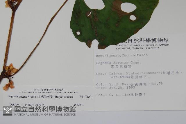 圓果秋海棠藏品圖，第2張