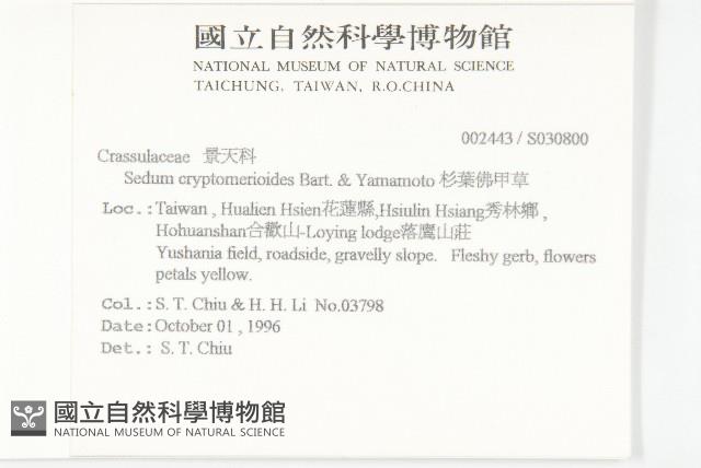 杉葉佛甲草藏品圖，第2張