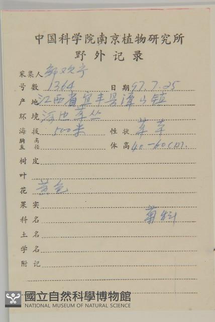 大金雞菊藏品圖，第2張