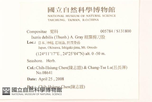 細葉剪刀股藏品圖，第2張