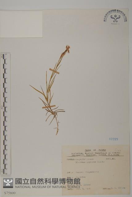 玉山石竹藏品圖，第1張