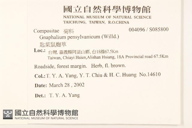 匙葉鼠麴草藏品圖，第2張