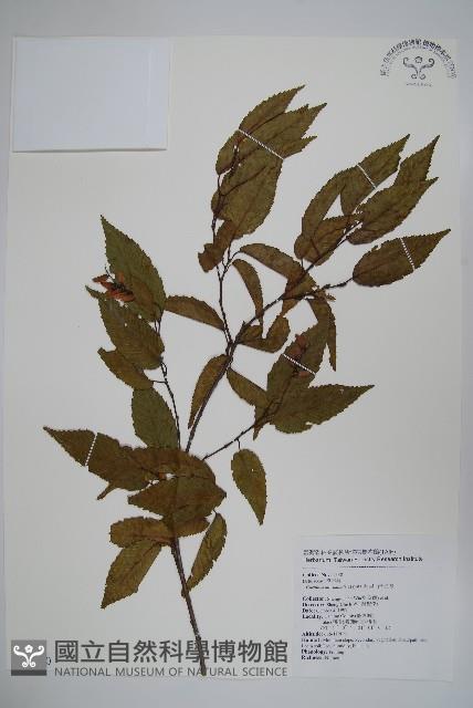 阿里山千金榆藏品圖，第1張