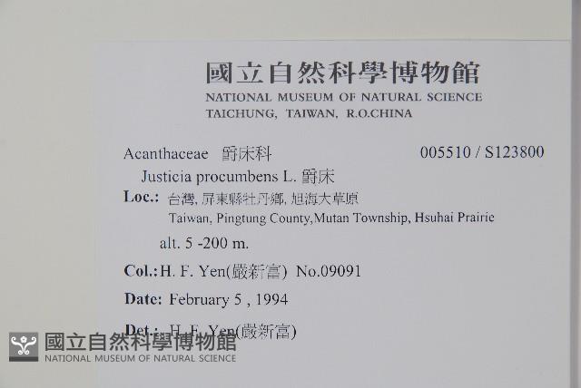 爵床藏品圖，第2張