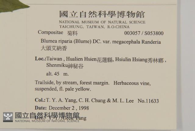 大頭艾納香藏品圖，第5張