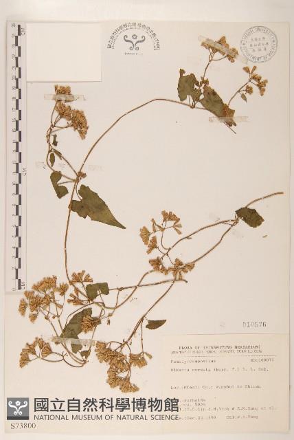 蔓澤蘭藏品圖，第1張