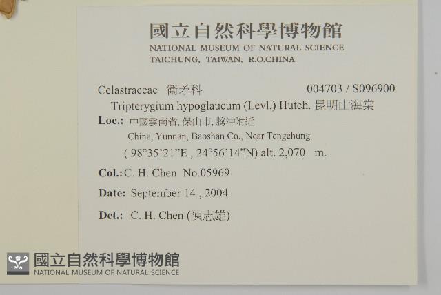 昆明山海棠藏品圖，第2張