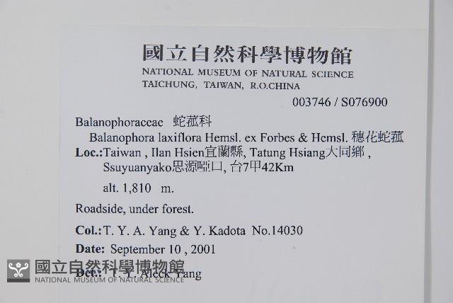 穗花蛇菰藏品圖，第2張