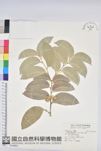 鐵色藏品圖，第1張