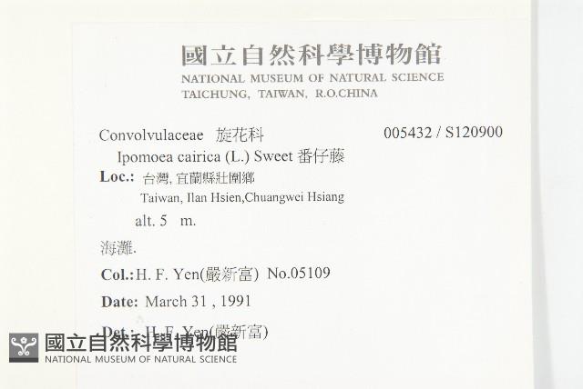 番仔藤藏品圖，第2張