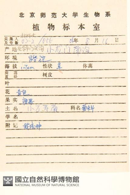 孔雀草、紅黃草、萬壽菊藏品圖，第2張