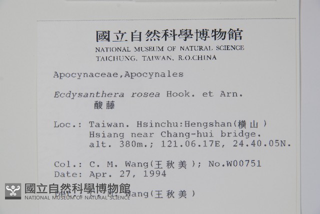酸藤藏品圖，第2張