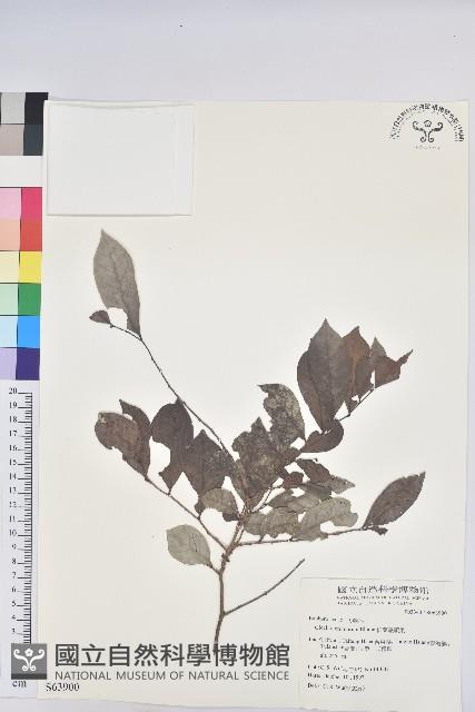 細葉饅頭果藏品圖，第1張