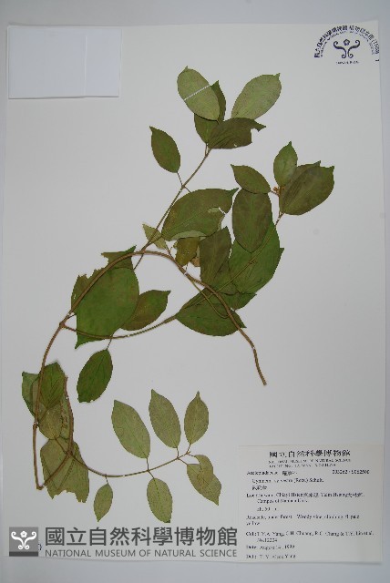 武靴藤藏品圖，第1張
