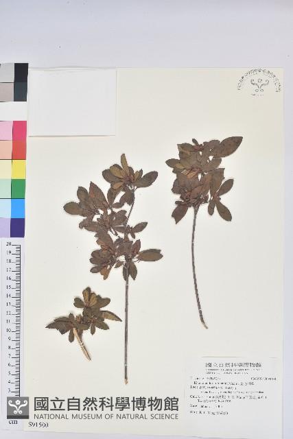 金毛杜鵑藏品圖，第1張