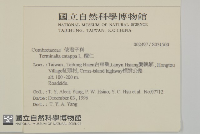 欖仁藏品圖，第2張