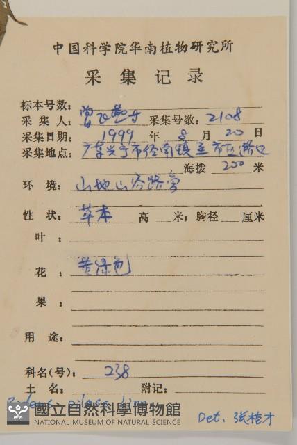 白花鬼針藏品圖，第2張