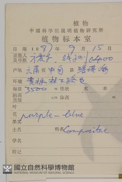 林生紫菀藏品圖，第2張