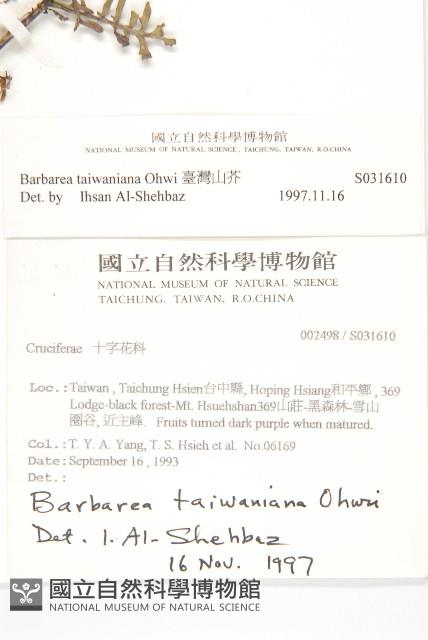 臺灣山芥菜藏品圖，第2張