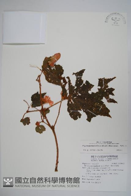 裂葉秋海棠藏品圖，第1張