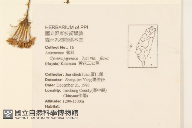 黃花三七草藏品圖，第2張