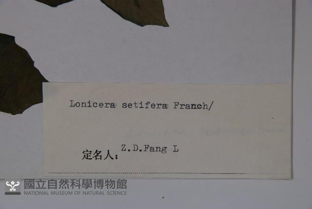 齒葉忍冬藏品圖，第2張