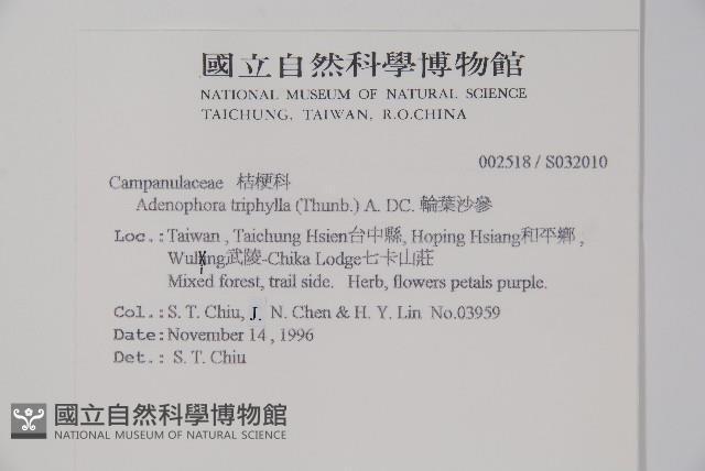 輪葉沙參藏品圖，第2張