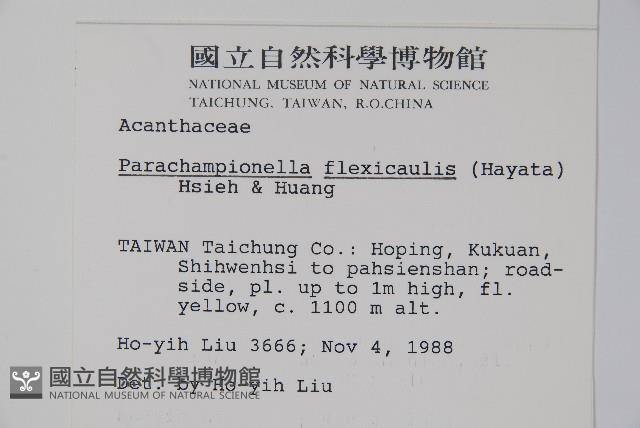 腺萼馬藍藏品圖，第2張