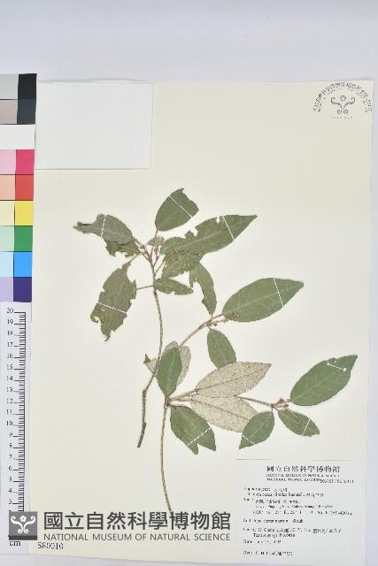 裡白巴豆藏品圖，第1張