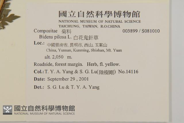 白花鬼針藏品圖，第2張